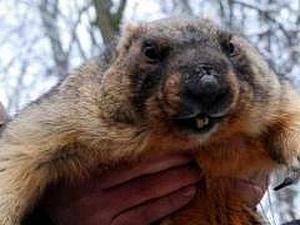 Байбак Тимко напророкував холодний лютий і ранню та теплу весну Байбак Тимко напророкував холодний лютий і ранню та теплу весну