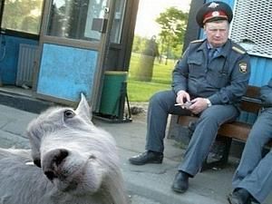 Тепер російських правоохоронців треба називати "пан поліцейський" Тепер російських правоохоронців треба називати "пан поліцейський"