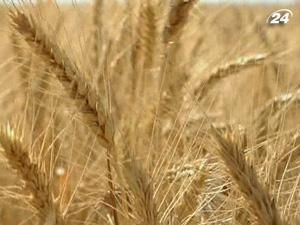 Україна може подвоїти виробництво зерна протягом кількох років Україна може подвоїти виробництво зерна протягом кількох років