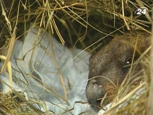 Харківський бабак Тимко пророчить ранню весну Харківський бабак Тимко пророчить ранню весну
