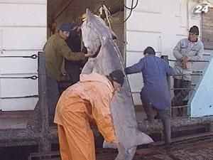 Росія дозволила експорт штучної чорної ікри Росія дозволила експорт штучної чорної ікри