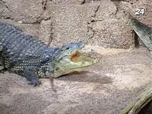 Крокодил Гена відмовляється від їжі Крокодил Гена відмовляється від їжі