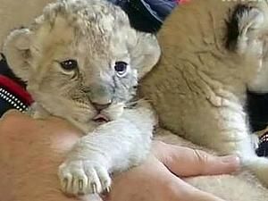 В Бердянську народились троє левенят В Бердянську народились троє левенят