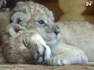 У пари бердянських левів народилося трійко малят У пари бердянських левів народилося трійко малят