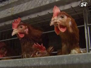 Кури за рік виробляють 14 мільйонів кіловат/годин електроенергії Кури за рік виробляють 14 мільйонів кіловат/годин електроенергії