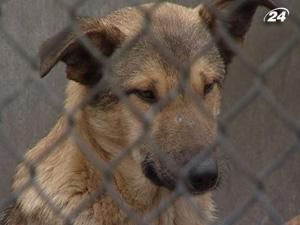 Притулок для тварин у Пирогово не закриватимуть Притулок для тварин у Пирогово не закриватимуть