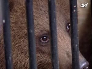 У столичному Зоопарку з’явилася пара бурих ведмежат У столичному Зоопарку з’явилася пара бурих ведмежат