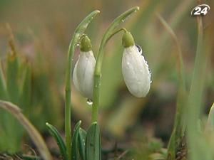 В Криму взялись захищати первоцвіти В Криму взялись захищати первоцвіти