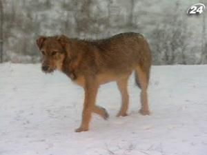 Столична влада відкидає причетність до отруєнь собак Столична влада відкидає причетність до отруєнь собак