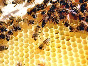 Вчені кажуть, що люди зникнуть через чотири роки після бджіл Вчені кажуть, що люди зникнуть через чотири роки після бджіл