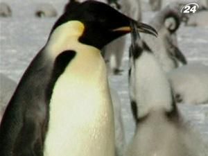 Згідно з полярними дослідженнями пінгвіни з часом можуть зникнути Згідно з полярними дослідженнями пінгвіни з часом можуть зникнути