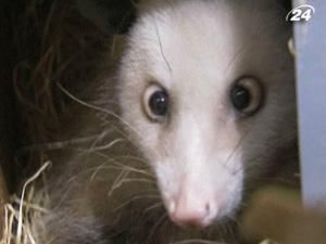 Самка опосума вгадуватиме, хто отримає "Оскара" Самка опосума вгадуватиме, хто отримає "Оскара"