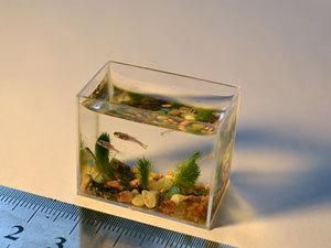 У Росії з'явився найменший у світі акваріум У Росії з'явився найменший у світі акваріум