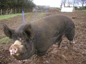 Харківщина: свиня до смерті налякала господаря Харківщина: свиня до смерті налякала господаря