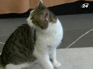 Лондон: у резиденції прем’єра - новий працівник - кіт Ларрі Лондон: у резиденції прем’єра - новий працівник - кіт Ларрі