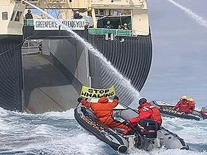 Японія після протестів тимчасово припинила вилов китів Японія після протестів тимчасово припинила вилов китів