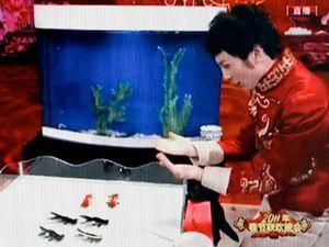 Китайський фокусник змусив риб плавати строєм (ВІДЕО) Китайський фокусник змусив риб плавати строєм (ВІДЕО)