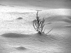 Завтра обіцяють до 28 градусів морозу Завтра обіцяють до 28 градусів морозу