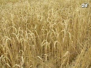 Тема тижня: Україна має шанс заробити на здорожчанні продовольства Тема тижня: Україна має шанс заробити на здорожчанні продовольства