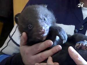 У Бердянському зоопарку нове поповнення - гімалайські ведмежата У Бердянському зоопарку нове поповнення - гімалайські ведмежата