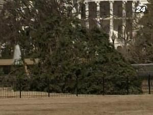 У США через сильний вітер впала національна ялинка У США через сильний вітер впала національна ялинка