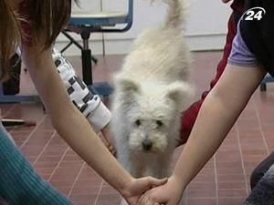 Угорщина: асистентом вчителя з біології став його пес Угорщина: асистентом вчителя з біології став його пес