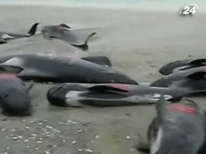 Понад 100 чорних дельфінів викинулися на берег у Новій Зеландії