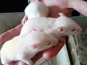 Вчені випадково знайшли засіб від облисіння Вчені випадково знайшли засіб від облисіння