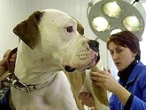 Одеські ветеринари страйкують проти заборони кетаміну Одеські ветеринари страйкують проти заборони кетаміну