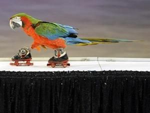 Папуга-ролер став зіркою циркового фестивалю (ФОТО) Папуга-ролер став зіркою циркового фестивалю (ФОТО)