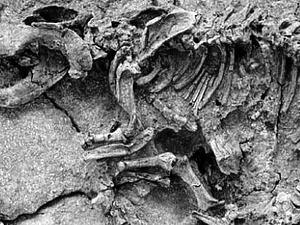 У США знайшли скелет невідомого динозавра У США знайшли скелет невідомого динозавра