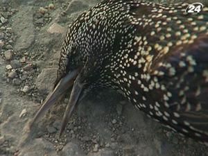 На Кримському півострові знаходять зграї мертвих птахів На Кримському півострові знаходять зграї мертвих птахів