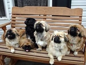 У Шанхаї ввели політику "одна сім’я — одна собака" У Шанхаї ввели політику "одна сім’я — одна собака"