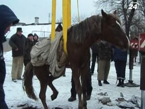 У Донецьку кінь провалився у люк водогону