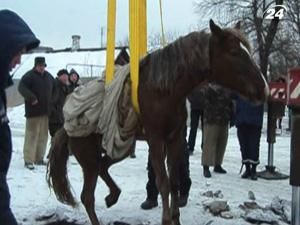 У Донецьку кінь провалився у люк водогону У Донецьку кінь провалився у люк водогону