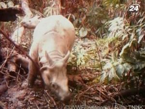 В Індонезії зняли на відеоплівку найрідкісніших носорогів у світі В Індонезії зняли на відеоплівку найрідкісніших носорогів у світі