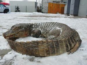 У польському лісі знайшли крокодила