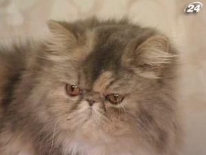 У всьому світі відзначають свято котів У всьому світі відзначають свято котів