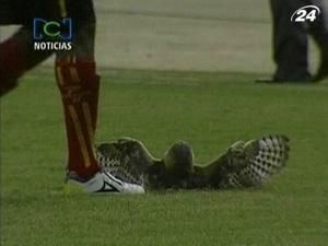 Колумбійський футболіст вбив сову на полі