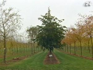 Саджанці Ehren – найкращі дерева для облаштування ландшафту Саджанці Ehren – найкращі дерева для облаштування ландшафту