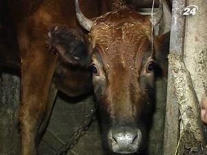 Одеса: корова з’їла 2 тис. доларів Одеса: корова з’їла 2 тис. доларів
