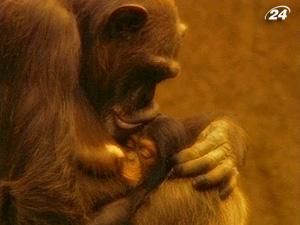 Людиноподібні мавпи …чи ж може мавпи-люди? Людиноподібні мавпи …чи ж може мавпи-люди?