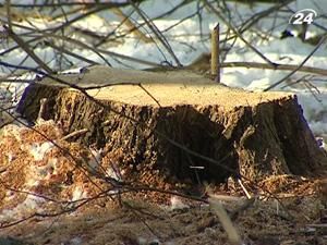 Екологи: Дерева у столиці спилюють, аби "звільняти" простір Екологи: Дерева у столиці спилюють, аби "звільняти" простір