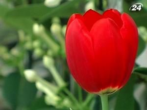 8 березня відзначають Міжнародний жіночий день 8 березня відзначають Міжнародний жіночий день