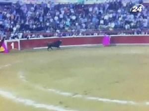 У Венесуелі під час кориди бик вистрибнув на трибуни У Венесуелі під час кориди бик вистрибнув на трибуни
