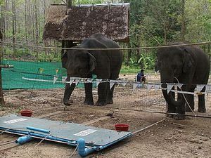 Вчені: Слони можуть діяти колективно Вчені: Слони можуть діяти колективно