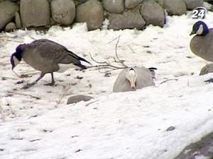 В Київському заоопарку спростовують інформацію про масову загибель тварин В Київському заоопарку спростовують інформацію про масову загибель тварин