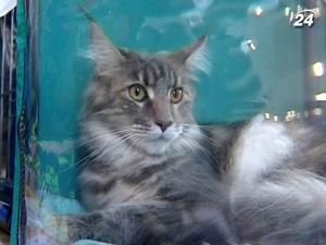 На виставці у столиці показали унікальних котів породи “Сококе” На виставці у столиці показали унікальних котів породи “Сококе”