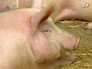 Обсяг сільгоспвиробництва у січні-лютому зріс на 5% Обсяг сільгоспвиробництва у січні-лютому зріс на 5%