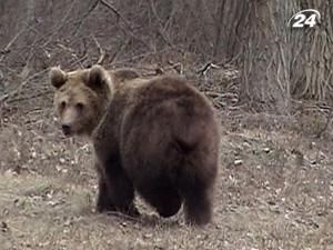 Волинь: чоловік вийшов по воду і побачив на своєму подвір’ї... ведмедя